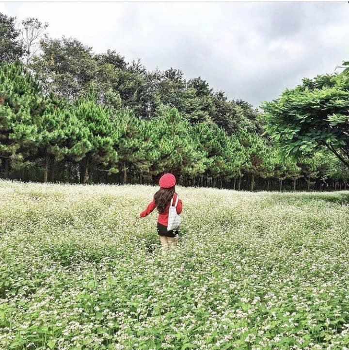 Lùng ra địa chỉ 9 loài hoa hot ở Đà Lạt hội sống ảo nhất định phải check-in-9