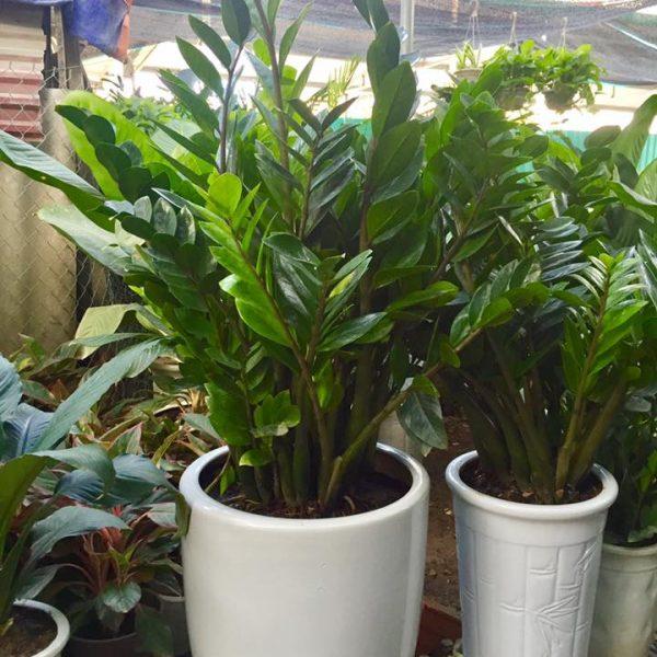 4 loại cây người mệnh Hỏa nên trồng trong nhà để tài lộc dồi dào, cả năm may mắn-2