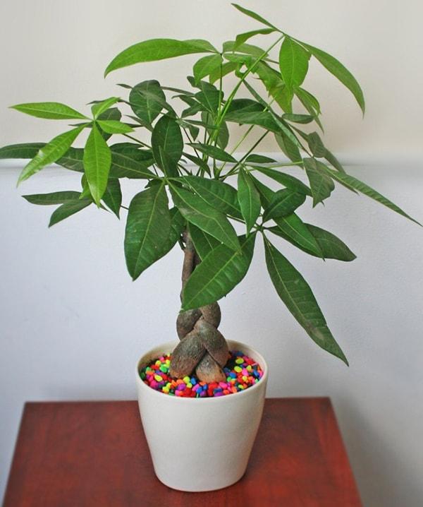 4 loại cây người mệnh Hỏa nên trồng trong nhà để tài lộc dồi dào, cả năm may mắn-4