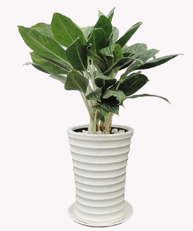 4 loại cây người mệnh Hỏa nên trồng trong nhà để tài lộc dồi dào, cả năm may mắn-5