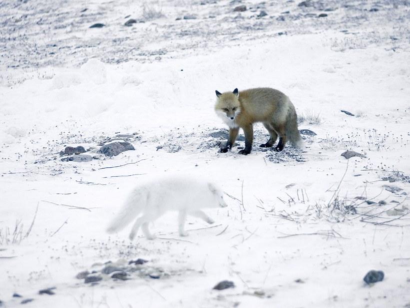 Phải chăng đây chính là nơi ở của ông già Noel?-8