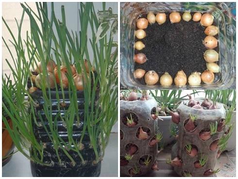 Clip: Cách trồng hành lá bằng chai nhựa ăn quanh năm không hết