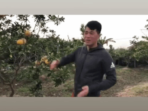 Quảng cáo bưởi giúp mẹ nhưng Đình Trọng khiến người xem bật cười: 'Có ai biết đây là bưởi gì không? Mình cũng không biết luôn'