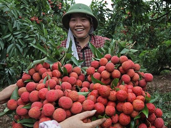 Một làng 600 tỷ phú: Chỉ trúng 1 vụ chia nhau hàng ngàn tỷ