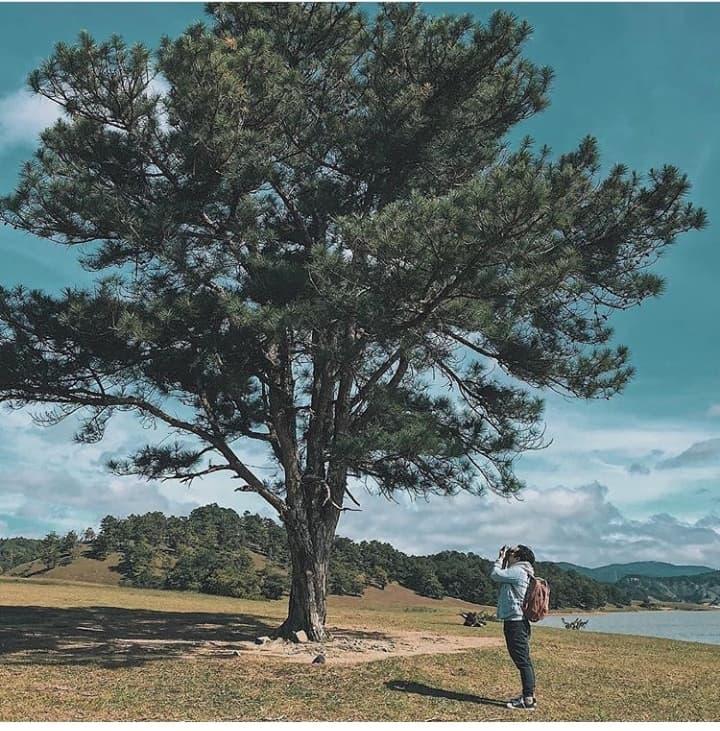 10 cây cô đơn tưởng không thiêng mà hóa thiêng không tưởng, giúp dân FA hóa giải lời nguyền ế ẩm-3