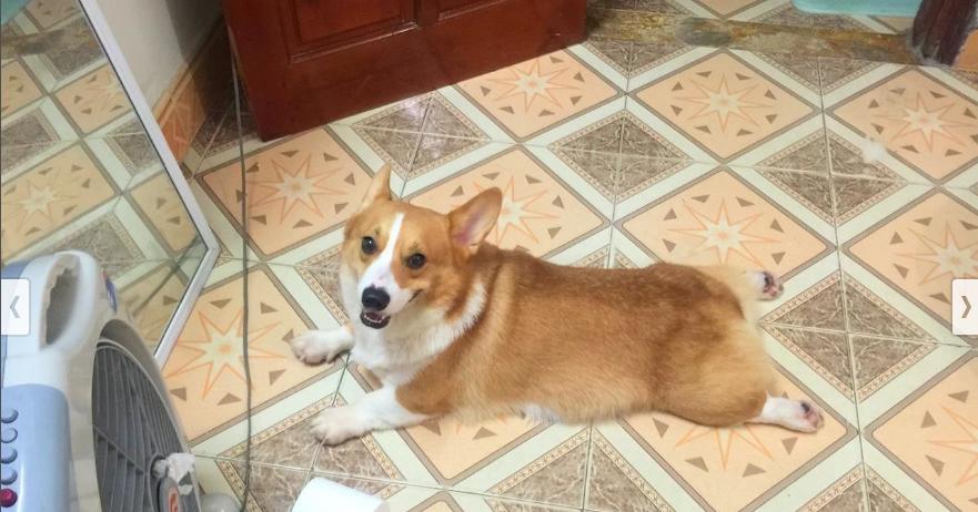 Góc mưu hèn kế bẩn: Cay cú vì bị đá, nam thanh niên trộm chó của người yêu đem bán-1