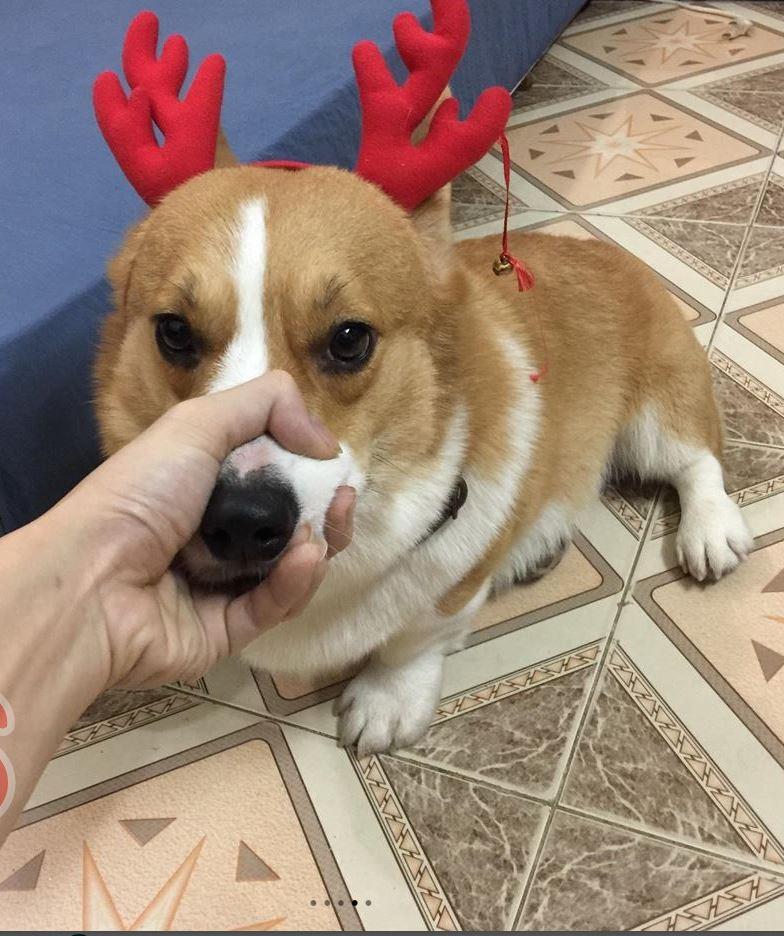 Góc mưu hèn kế bẩn: Cay cú vì bị đá, nam thanh niên trộm chó của người yêu đem bán-2