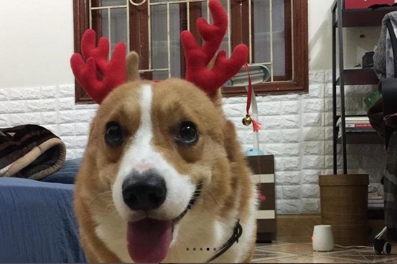 Góc mưu hèn kế bẩn: Cay cú vì bị đá, nam thanh niên trộm chó của người yêu đem bán-3