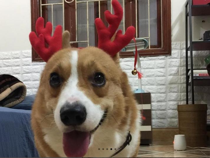 Chiếc hầm bí mật trong đường dây trộm hơn 100 tấn chó ở Thanh Hóa-5