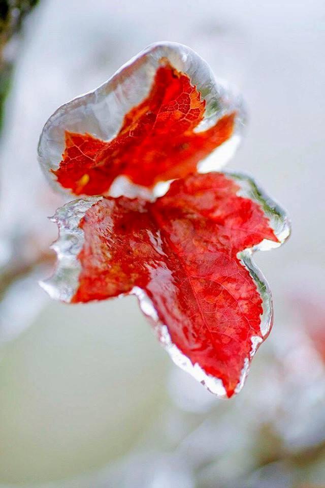 Giới trẻ không ngại giá rét check-in băng tuyết ở Mẫu Sơn-4