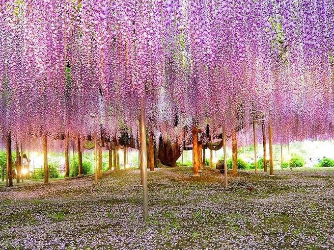 ẢNH: Đào nở sớm những ngày đầu năm mới ở làng hoa Nhật Tân-13