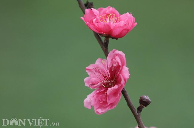 Nhật Tân là một nơi nổi tiếng với những cánh đào đẹp nhất vùng Bắc bộ. Cùng tha hồ ngắm nhìn những hàng cây hoa đào lung linh, và đắm chìm trong không khí tươi vui của mùa xuân nhé!