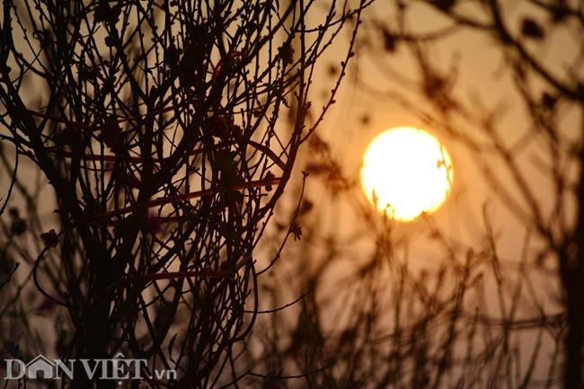 ẢNH: Đào nở sớm những ngày đầu năm mới ở làng hoa Nhật Tân-4