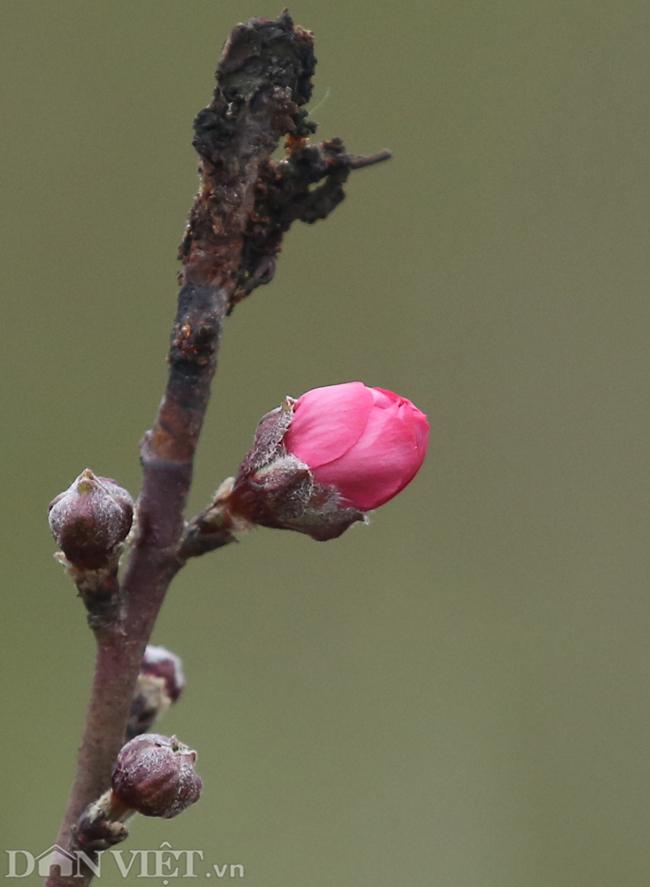 ẢNH: Đào nở sớm những ngày đầu năm mới ở làng hoa Nhật Tân-11