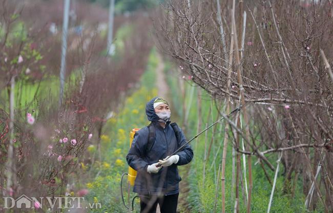ẢNH: Đào nở sớm những ngày đầu năm mới ở làng hoa Nhật Tân-10