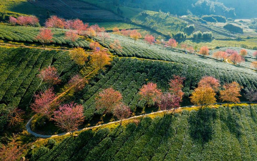 Không có tuyết, Sa Pa ấm áp tràn sắc xuân trên đồi chè Ô Long-2