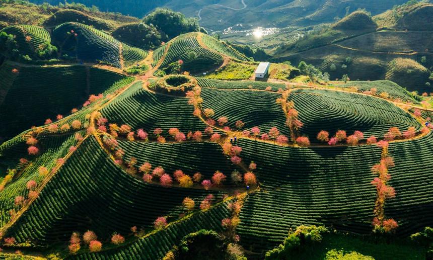 Không có tuyết, Sa Pa ấm áp tràn sắc xuân trên đồi chè Ô Long-3