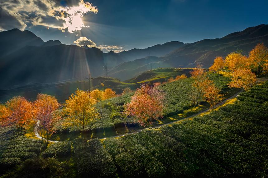 Không có tuyết, Sa Pa ấm áp tràn sắc xuân trên đồi chè Ô Long-4