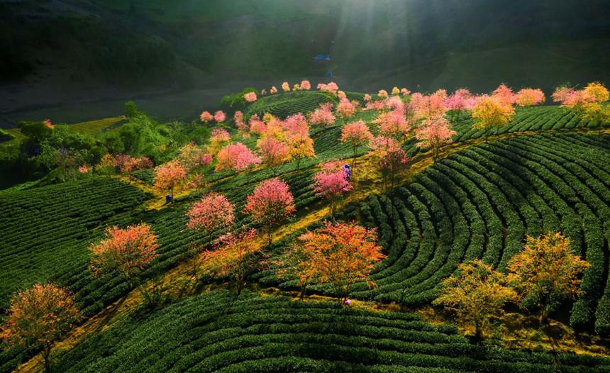 Không có tuyết, Sa Pa ấm áp tràn sắc xuân trên đồi chè Ô Long-5