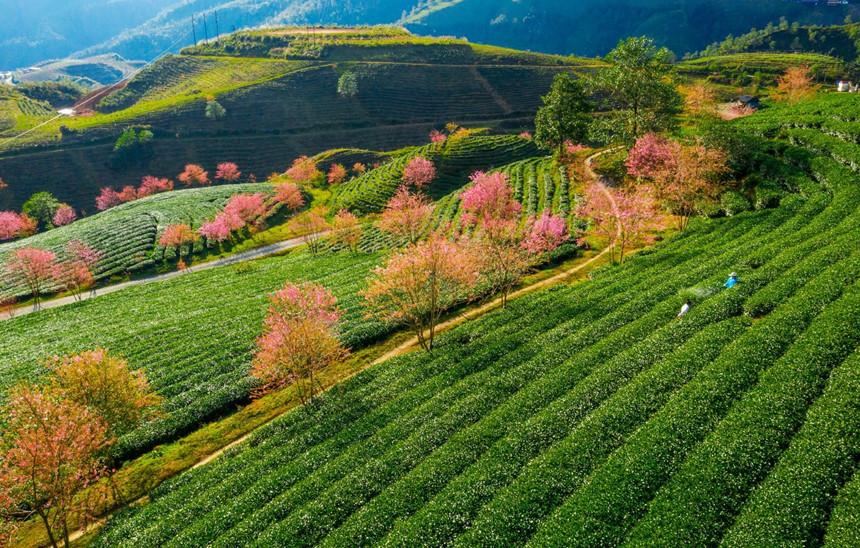 Không có tuyết, Sa Pa ấm áp tràn sắc xuân trên đồi chè Ô Long-6