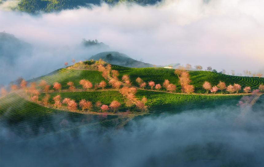 Không có tuyết, Sa Pa ấm áp tràn sắc xuân trên đồi chè Ô Long-8