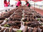 Choáng với tiệc cưới toàn bào ngư, cá hồi phục vụ 1.500 khách ở nông thôn Trung Quốc