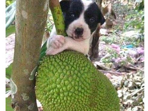 Đây rồi món cà ri gà nóng hổi ăn lúc nào cũng ngon lịm tim-3