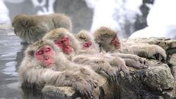 Bầy khỉ tuyết vô tư tắm suối nước nóng vào mùa đông ở Nhật Bản