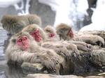 Bầy khỉ tuyết vô tư tắm suối nước nóng vào mùa đông ở Nhật Bản