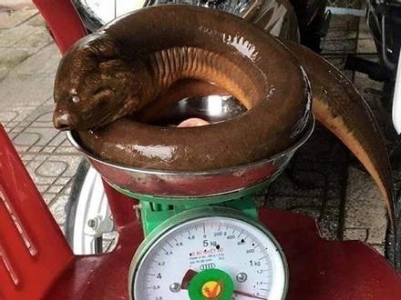 Nghệ An: Con lươn khổng lồ nặng 1,6kg nhìn thật kinh sợ