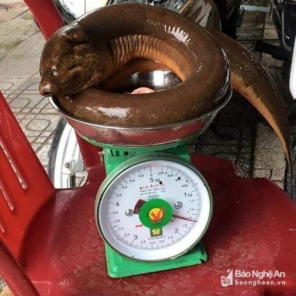 Nghệ An: Con lươn khổng lồ nặng 1,6kg nhìn thật kinh sợ-1