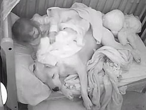 Lo sợ sau động đất, bé gái ôm chặt chú chó 'vệ sĩ' 45 kg đi ngủ