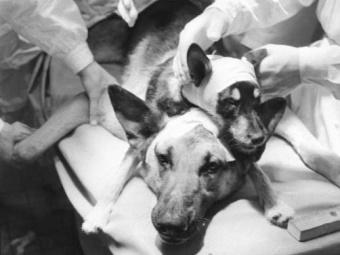 Thí nghiệm kỳ dị ghép đầu chó của nhà khoa học Liên Xô