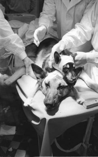 Thí nghiệm kỳ dị ghép đầu chó của nhà khoa học Liên Xô-1