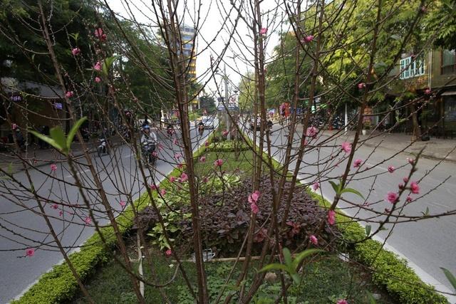 Cảm nhận không khí xuân về sớm trên con đường hoa đào dài 4km bung nở ở Hà Nội-3