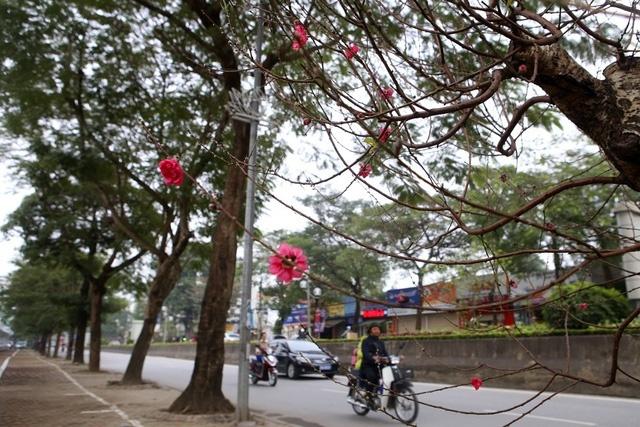 Cảm nhận không khí xuân về sớm trên con đường hoa đào dài 4km bung nở ở Hà Nội-5