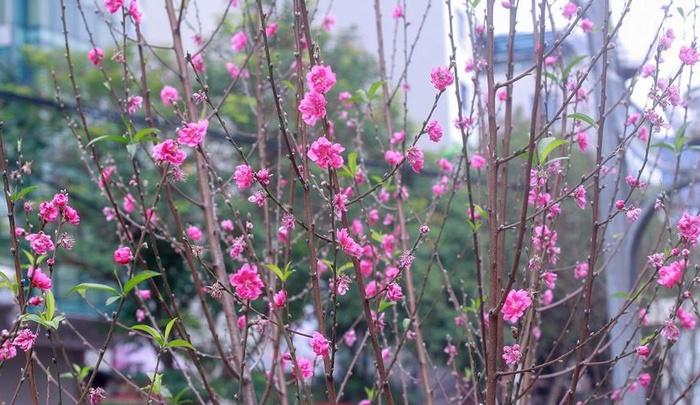 Cảm nhận không khí xuân về sớm trên con đường hoa đào dài 4km bung nở ở Hà Nội-6