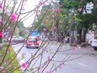 Cảm nhận không khí xuân về sớm trên con đường hoa đào dài 4km bung nở ở Hà Nội