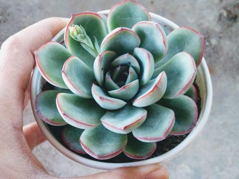 12 con giáp tương xứng với 12 loại cây hợp mệnh, đặt đâu tiền chảy vào chỗ đó-6