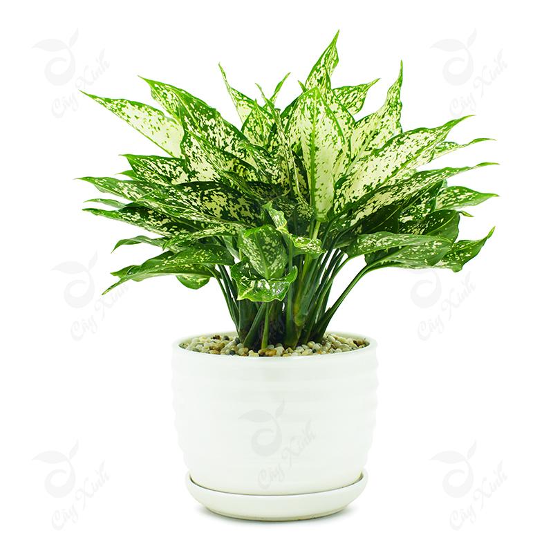 Trên bàn làm việc có 1 trong 5 cây này đảm bảo tương lai tươi sáng, mọi việc như ý, tiền bạc dồi dào-4