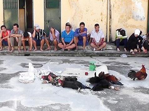 Nam sinh chơi đá gà qua mạng thua 570 triệu, mẹ gửi đơn trình báo công an-2