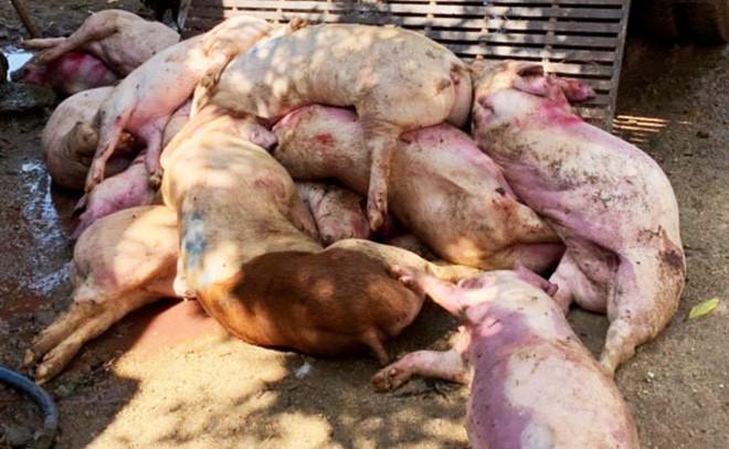 Chuẩn bị tung 3,2 tấn thịt heo nhiễm bệnh ra thị trường thì bị bắt-1