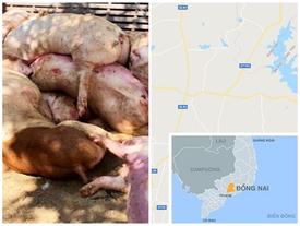 Chuẩn bị tung 3,2 tấn thịt heo nhiễm bệnh ra thị trường thì bị bắt Chuẩn bị tung 3,2 tấn thịt heo nhiễm bệnh ra thị trường thì bị bắt