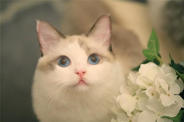 Tử vi tuổi Mão năm 2019: Thăng quan tiến chức, tài lộc dồi dào nhưng lận đận tình duyên-1