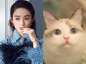 Tử vi tuổi Mão năm 2019: Thăng quan tiến chức, tài lộc dồi dào nhưng lận đận tình duyên Tử vi tuổi Mão năm 2019: Thăng quan tiến chức, tài lộc dồi dào nhưng lận đận tình duyên