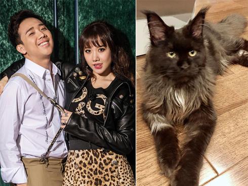 Xúi dại Hari Won cạo sạch lông mèo 3.000 USD lần nữa, có vẻ fan rất thích xem cảnh cháy nhà của cô và Trấn Thành?-11