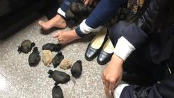 Nữ du khách bị bắt vì giấu 24 con chuột dưới váy