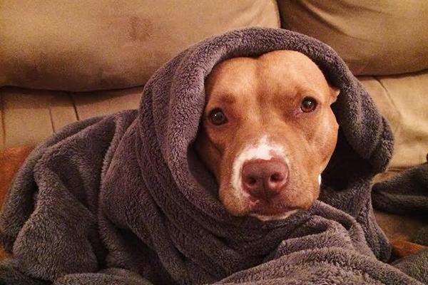 Trời quá lạnh để ra khỏi chăn đi làm đi học, các chòm sao sẽ xin nghỉ như thế nào?-3