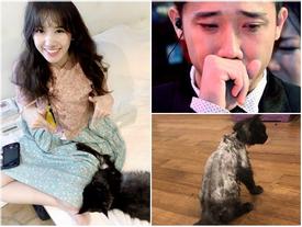 Xúi dại Hari Won cạo sạch lông mèo 3.000 USD lần nữa, có vẻ fan rất thích xem cảnh 'cháy nhà' của cô và Trấn Thành? Xúi dại Hari Won cạo sạch lông mèo 3.000 USD lần nữa, có vẻ fan rất thích xem cảnh 'cháy nhà' của cô và Trấn Thành?