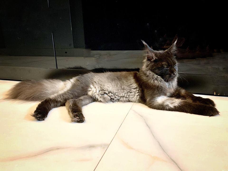 Xúi dại Hari Won cạo sạch lông mèo 3.000 USD lần nữa, có vẻ fan rất thích xem cảnh cháy nhà của cô và Trấn Thành?-4